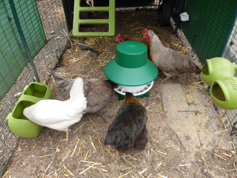 Chicken Feeders Which Worked for LoLa