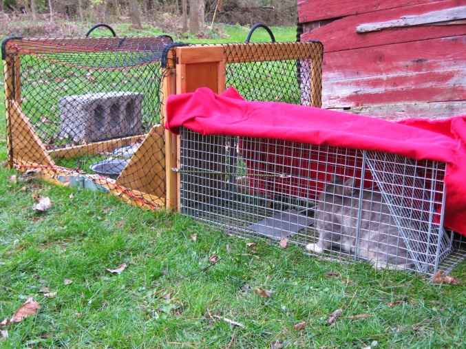 How to build a backyard trapping tunnel