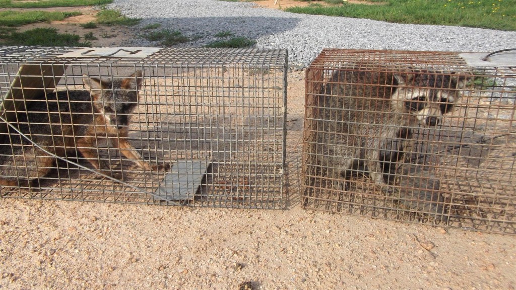 Top Tips for Backyard Trapping